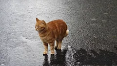 Što turisti trebaju znati o mačkama Istanbula: savjeti i priče