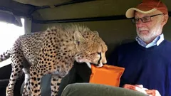 Nježni grabežljivac: zašto gepardi nikada ne napadaju ljude