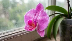 Orhideja je završila cvjetanje – nemojte žuriti s odrezivanjem cvjetne stabljike: postoji važan detalj na koji treba obratiti pozornost.