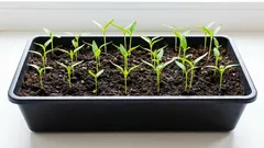 Zašto paprike ne rastu dobro: najčešće pogreške pri sjetvi