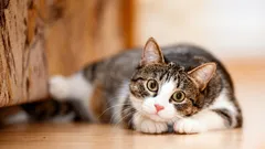 Mijenja li se osobnost mačke s godinama — i što možete očekivati od svog ljubimca