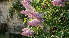 Ljiljani koji rastu i cvatu bez ikakvih problema — ključni savjeti za svakog vrtlara