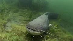 Somovi teški stotinama kilograma: trebamo li se bojati ovih rekordera?