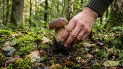 Je li u redu brati gljive? Beruči gljiva raspravljaju o tome desetljećima – evo odgovora