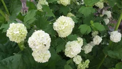 Orezali smo ga, ali nije procvjetao: koje grmlje ne treba rezati u proljeće