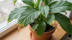 Spathiphyllum sa suhim vrhovima? Riješite problem u nekoliko koraka