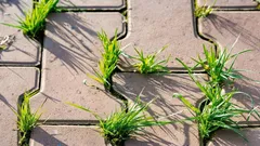 Korov se iznova i iznova pojavljuje između ploča – isproban i provjeren način da ga se riješite