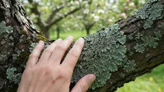 Ove mrlje na jabukama i kruškama mogu vam puno reći o stanju vašeg vrta – i korisnije su nego što mislite.