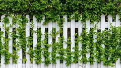 Što koristiti umjesto ograde: najbolje brzorastuće biljke za živicu