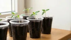 Kada početi hraniti sadnice: glavna tajna koju iskusni vrtlari čuvaju za sebe