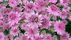 Posadi i zaboravi: nepretenciozna trajnica koja cvjeta cijelo ljeto