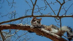 Zašto mačke tako lako penju se na drveće, a ne mogu sići? Što biste trebali učiniti u takvoj situaciji?