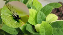 Voće mušice nestat će iz vaših tegli s cvijećem: učinkovite metode za svaki dom